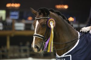 Viersterren dressuur CDI Lier