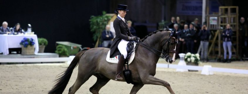 Viersterren dressuur CDI Lier