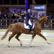 Viersterren dressuur CDI Lier