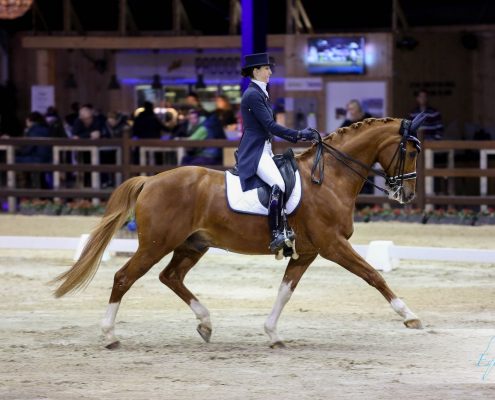 Viersterren dressuur CDI Lier