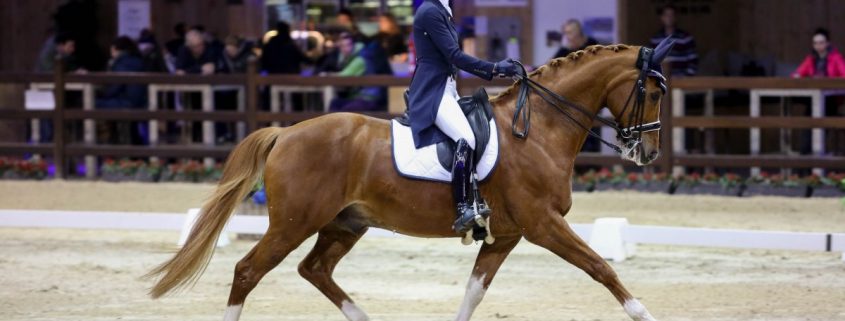 Viersterren dressuur CDI Lier