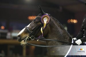 Viersterren dressuur CDI Lier