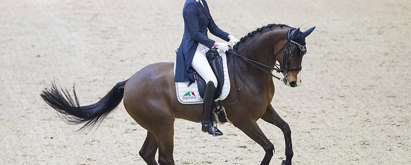 Langwerpig woestenij schildpad Nieuwe datum en programma Belgische Kampioenschappen Dressuur bekend |  Belgium Dressage Events